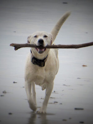 4 Paws Down Canine Obedience