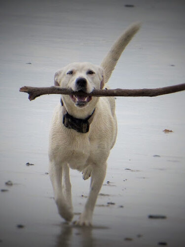 4 Paws Down Canine Obedience