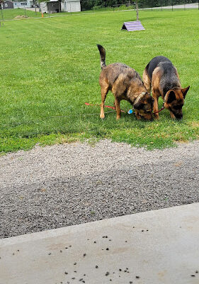 Ada Dog park
