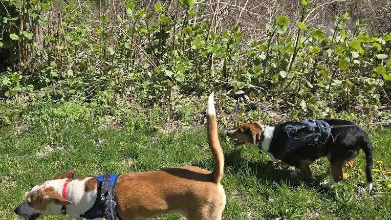BARC - Akron Dog Park - Akron, OH
