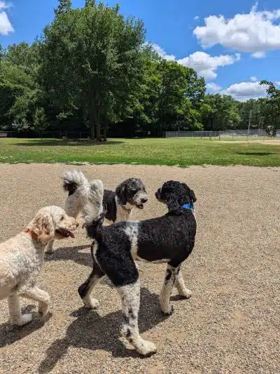 BARC - Akron Dog Park - Akron, OH