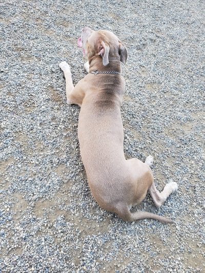BARC - Akron Dog Park - Akron, OH