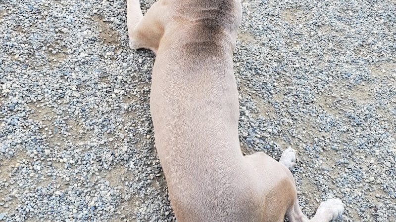 BARC - Akron Dog Park - Akron, OH