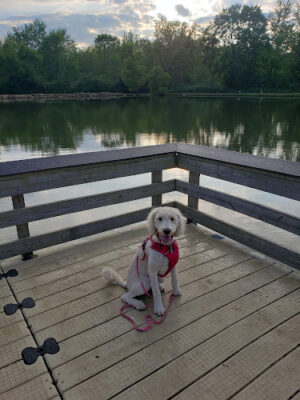 Firestone Metro Park-Tuscarawas Meadows Area