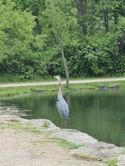 Firestone Metro Park-Tuscarawas Meadows Area - Akron, OH