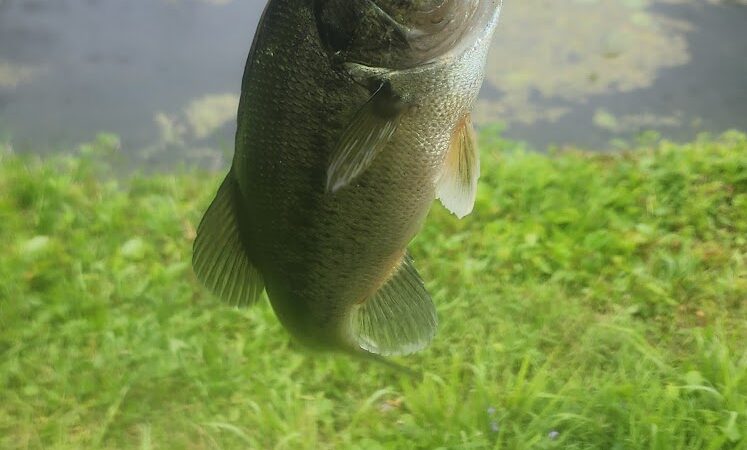 Springfield Lake - Akron, OH