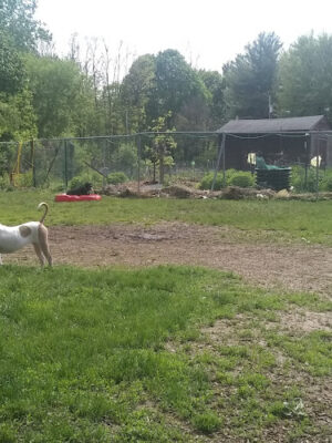 Hartman Rd Dog Park