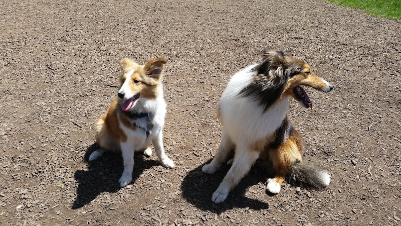 Hartman Rd Dog Park - Albany, NY