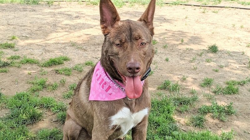 Hartman Rd Dog Park - Albany, NY