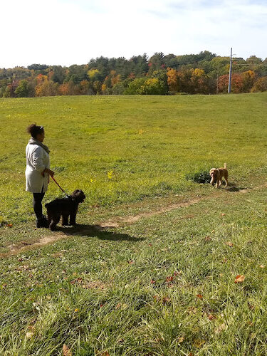 Normanskill Farm Dog Park