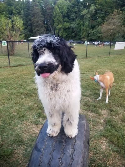 Westgrove Dog Park - Alexandria, VA
