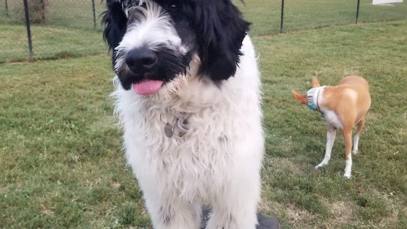 Westgrove Dog Park - Alexandria, VA