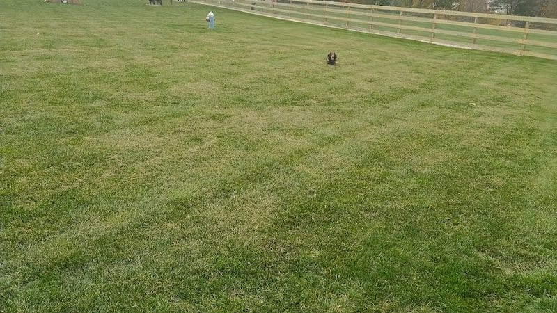 Alliance Dog Park - Alliance, OH