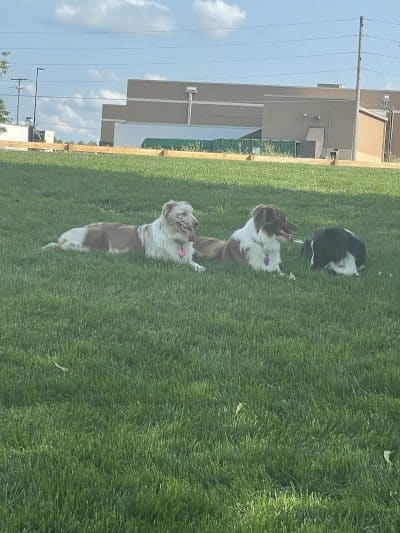 Alliance Dog Park - Alliance, OH