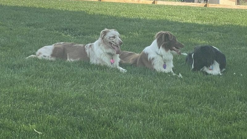 Alliance Dog Park - Alliance, OH