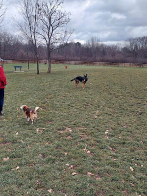 Alliance Dog Park