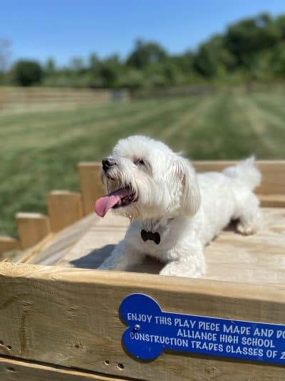 Alliance Dog Park - Alliance, OH