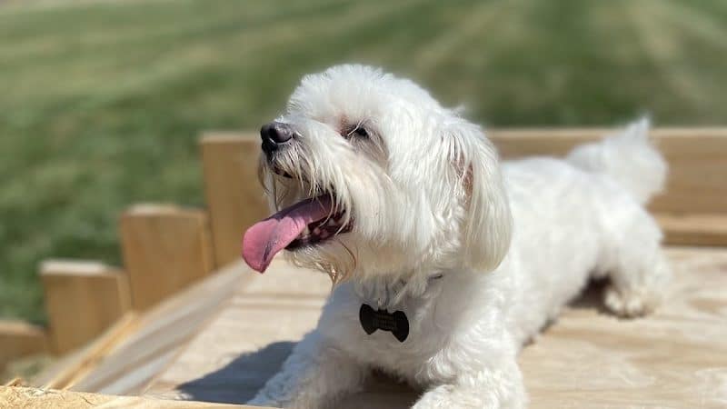 Alliance Dog Park - Alliance, OH