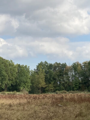 Lake Park Wildlife Area
