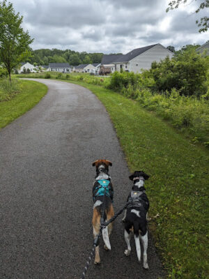 Beaver Creek Trail End