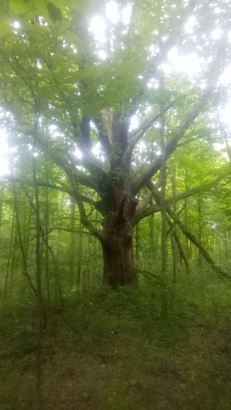Beaver Dam Trail - Pymatuning State Park - Ohio - Andover, OH
