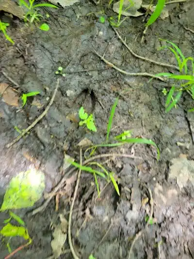 Beaver Dam Trail - Pymatuning State Park - Ohio - Andover, OH