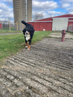 Pymatuning Paws