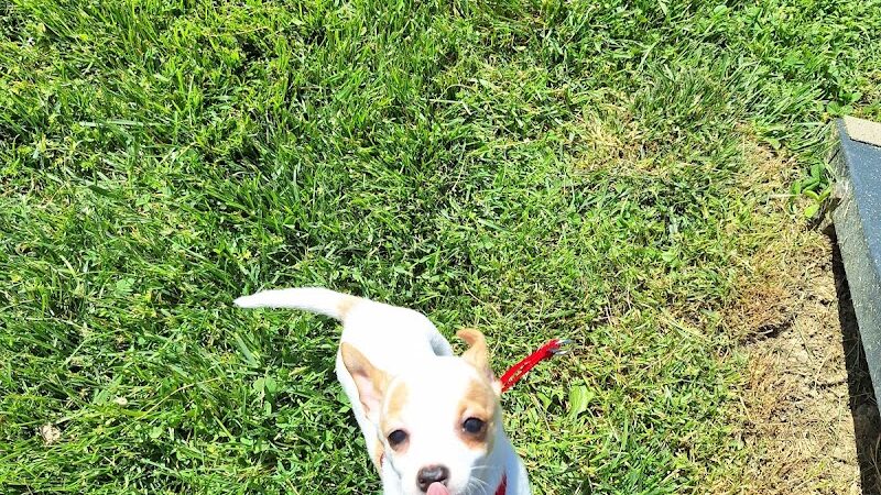 Central Bark - Ashland, KY