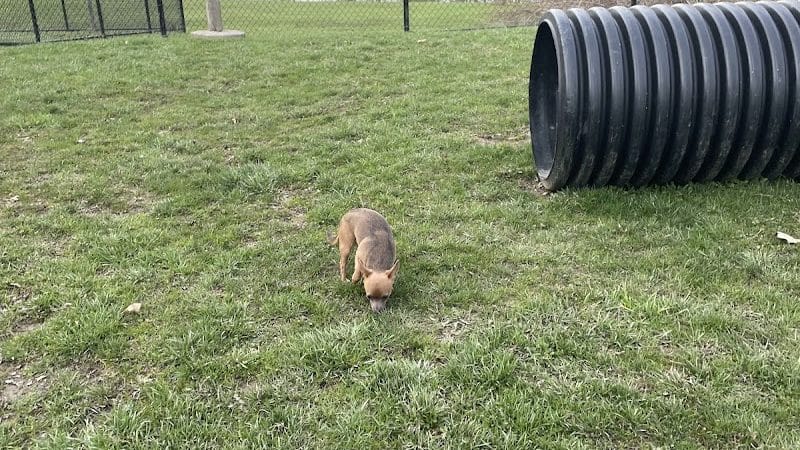 Dog park - Ashland, OH