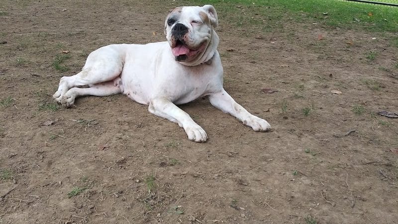 Dog park - Ashland, OH