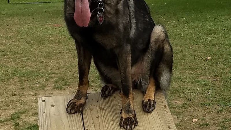 Dog park - Ashland, OH