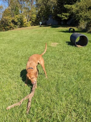 Peppy Paws Pooch Park, LLC - Ashland, OH