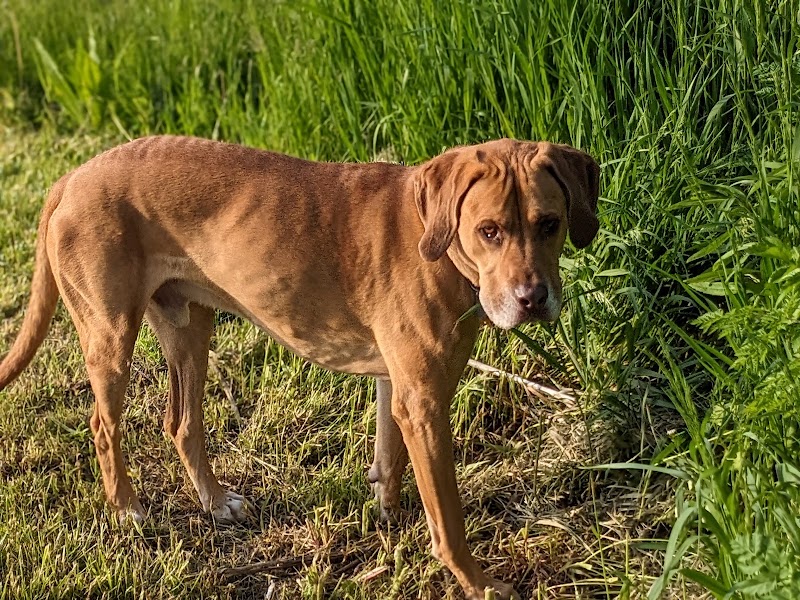 Peppy Paws Pooch Park, LLC - Ashland, OH