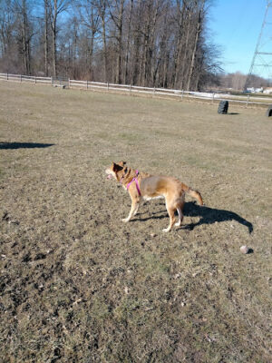 Smith Field Dog Park