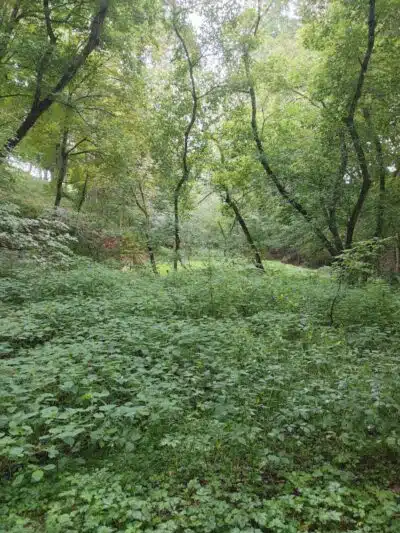 Beaumont-Salina Trailhead - Athens, OH