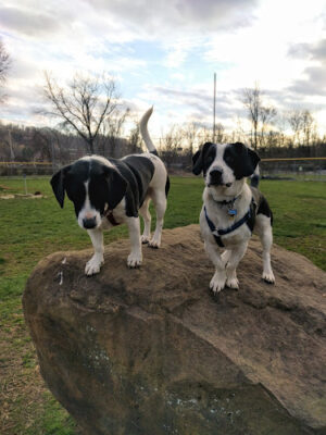 East State Street Dog Park