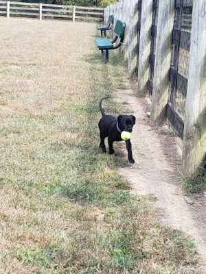 Aurora Dog Park