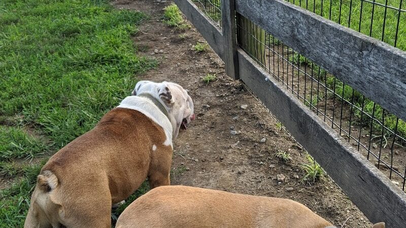 Aurora Dog Park - Aurora, IN