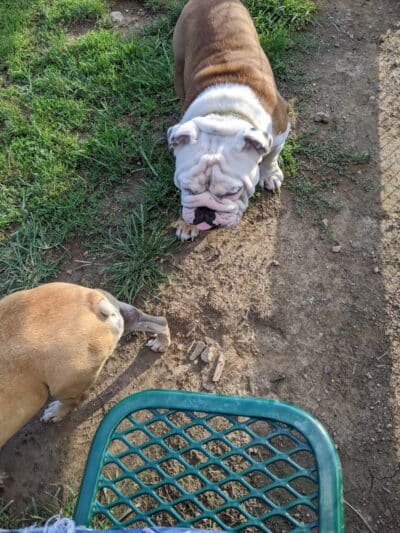 Aurora Dog Park - Aurora, IN
