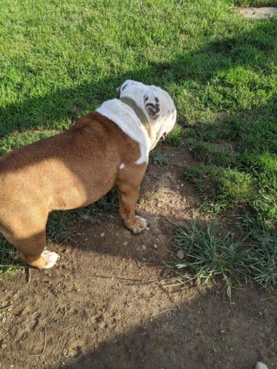 Aurora Dog Park - Aurora, IN