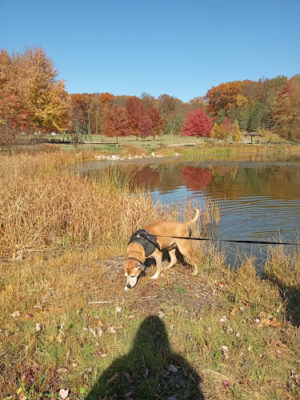 Sunny Lake Park - North End