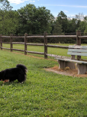 Tails 'n Trails Dog Park
