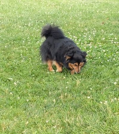 Tails 'n Trails Dog Park - Aurora, OH