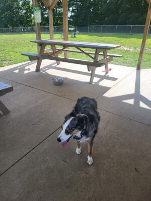 Austintown Bark Park