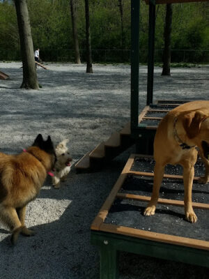 Avon Lake Dog Park
