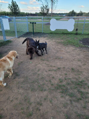 Canning Family K-9 Park
