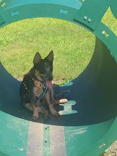 Canning Family K-9 Park - Avon, OH