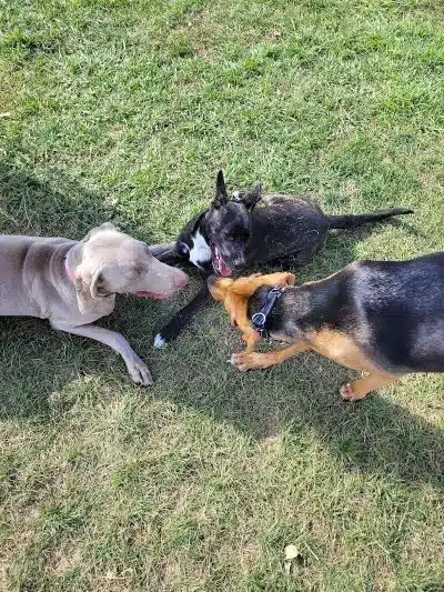 Canning Family K-9 Park - Avon, OH