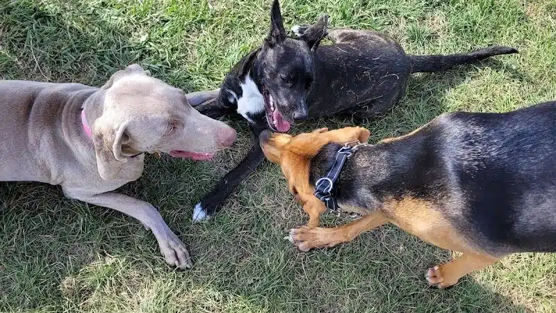 Canning Family K-9 Park - Avon, OH
