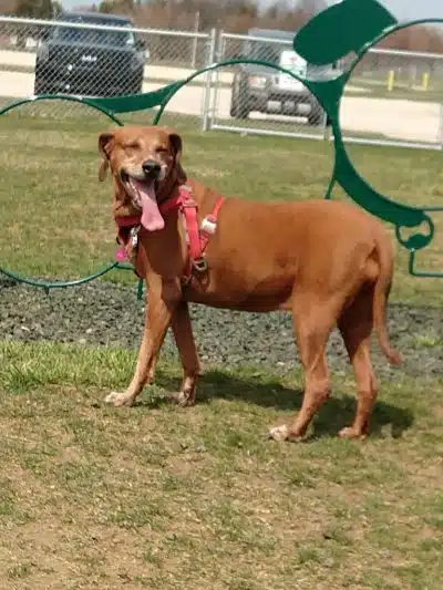 Canning Family K-9 Park - Avon, OH